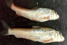 程海蛇鮈是什么鱼？