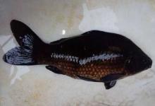 黑鲫和白鲫的区别