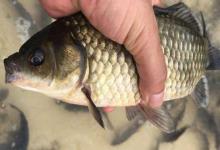 彭泽鲫和土鲫鱼的区别