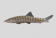 漓江副沙鳅是什么鱼？