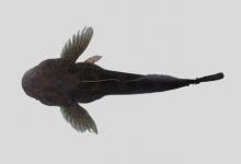 黑龙江中杜父鱼是什么鱼？