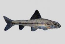 乐山小鳔鮈是什么鱼？