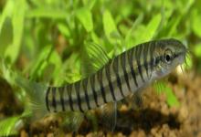 阳宗海云南鳅是什么鱼？