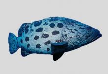 黑斑石斑鱼是什么鱼？