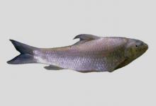 变形直口鲮是什么鱼？