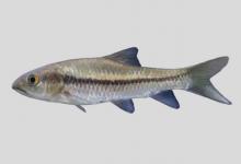 多鳞结鱼是什么鱼？