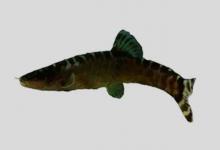 桂林薄鳅是什么鱼？