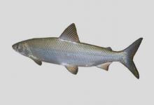 霍弗氏白鲑是什么鱼？