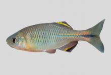 长汀鱊是什么鱼？