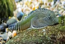 怒江间吸鳅是什么鱼？