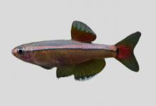 贤良江唐鱼是什么鱼？