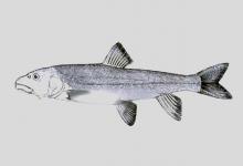 裸腹叶须鱼是什么鱼？