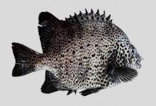 斑石鲷是什么鱼？