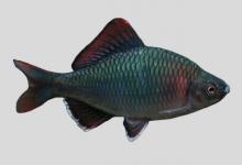 短须鱊是什么鱼？