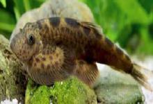 长尾后平鳅是什么鱼？