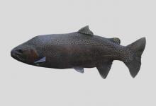 麦奇钩吻鲑是什么鱼？