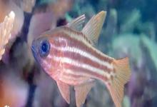 金线天竺鲷是什么鱼？