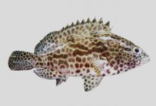 蜂巢石斑鱼是什么鱼？