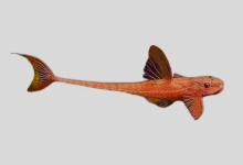 矛状锉甲鲶是什么鱼？