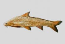 铜鱼是什么鱼？