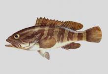 云纹石斑鱼是什么鱼？