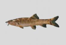 后鳍薄鳅是什么鱼？