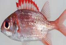 陈氏天竺鲷是什么鱼？