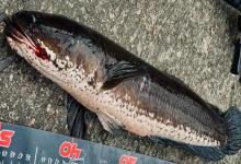 线鳢是什么鱼？