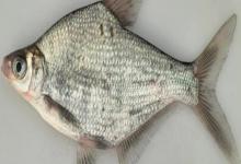 鲂鱼是什么鱼？