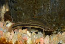 纵带平鳅是什么鱼？