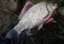 土鲫鱼刺多吗？