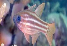 裂带天竺鲷是什么鱼？