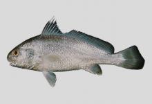 卡氏叫姑鱼是什么鱼？