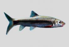 中唇弓鱼是什么鱼？