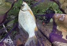 高背鲫和彭泽鲫的区别