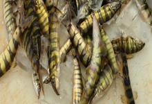 侧斑后鳍花鳅是什么鱼？