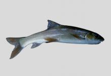 温泉裸裂尻鱼是什么鱼？