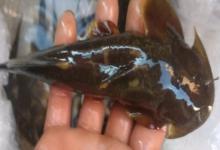 中华鮡是什么鱼？