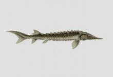 长江鲟是什么鱼？