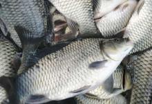 工程鲫能吃吗？