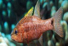 长棘天竺鲷是什么鱼？