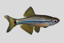 库氏唐鱼是什么鱼？