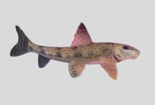 嵊县小鳔鮈是什么鱼？