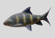 虹彩光唇鱼是什么鱼？