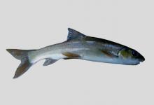 威宁裂腹鱼是什么鱼？