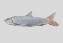 重口裂腹鱼是什么鱼？