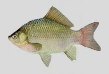 淇河鲫是什么鱼？