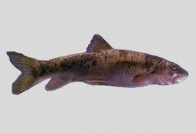 软刺裂腹鱼是什么鱼？