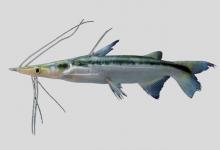 尖尾铲吻油鲶是什么鱼？