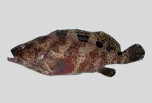 黑带石斑鱼是什么鱼？